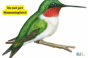 Can You Have A Hummingbird As A Pet: NO, 5 Factors!