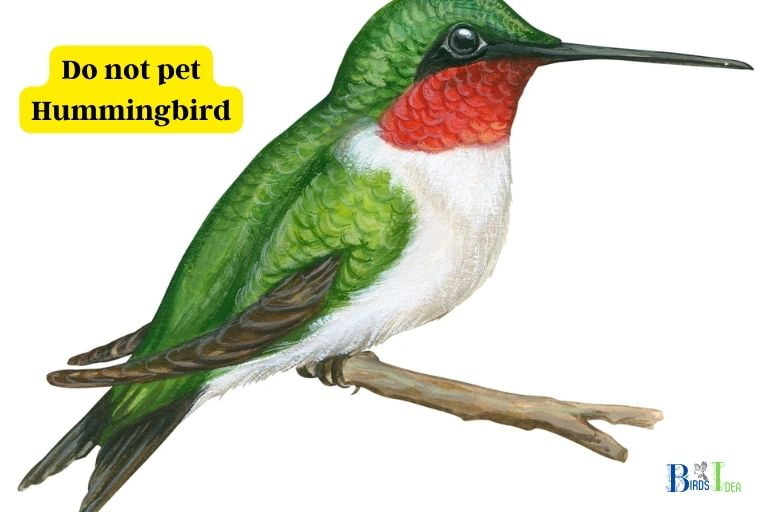 can you have a hummingbird as a pet
