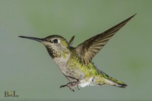 Do Hummingbirds Have Feet: Yes, 10 Species!