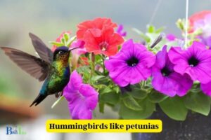 Do Hummingbirds Like Petunias: Yes, 10 Species!