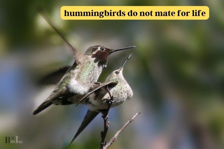 do hummingbirds mate for life
