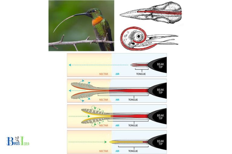 how long is hummingbird tongue