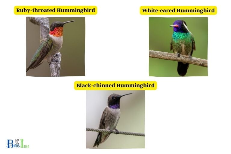 names for a hummingbird