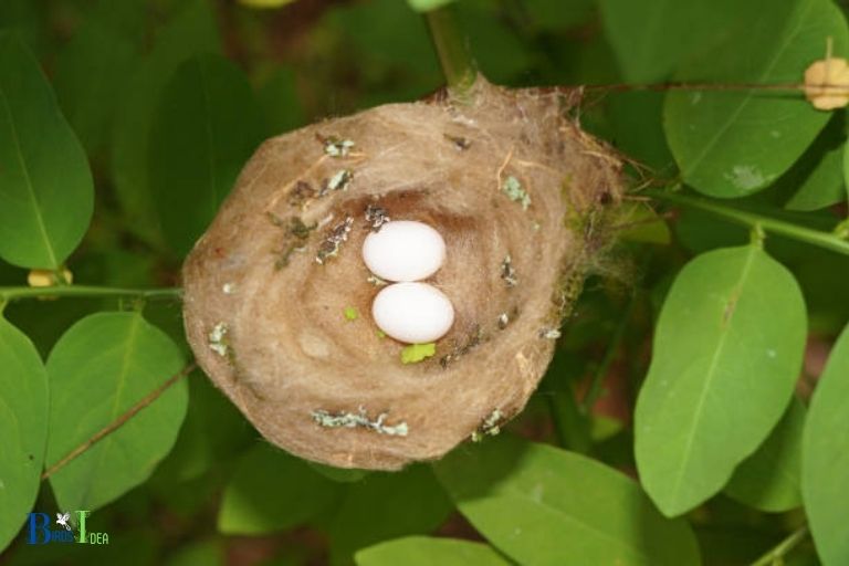 hummingbird egg size comparison