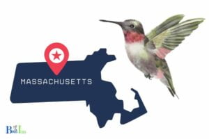 When Do Hummingbirds Leave Massachusetts? [ Late summer or early fall ]
