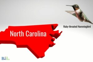 When Do Hummingbirds Leave North Carolina?
