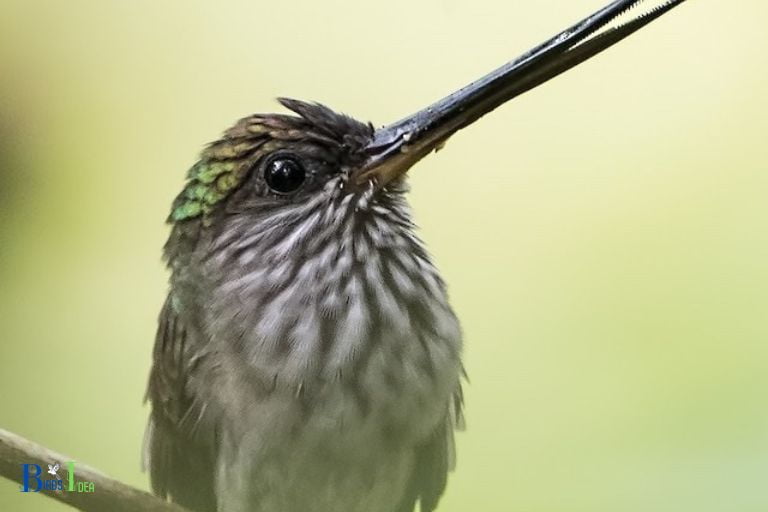 Adaptations Allowing Hummingbirds to Survive Without Teeth