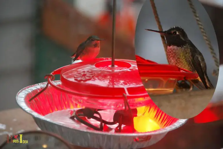 Advantages of a DIY Hummingbird Feeder Heater