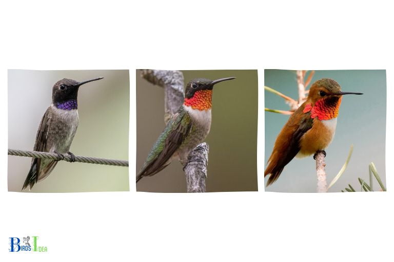 All About Hummingbirds in Texas