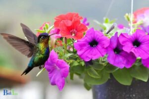 Annuals That Hummingbirds Like: Petunias, Impatiens!