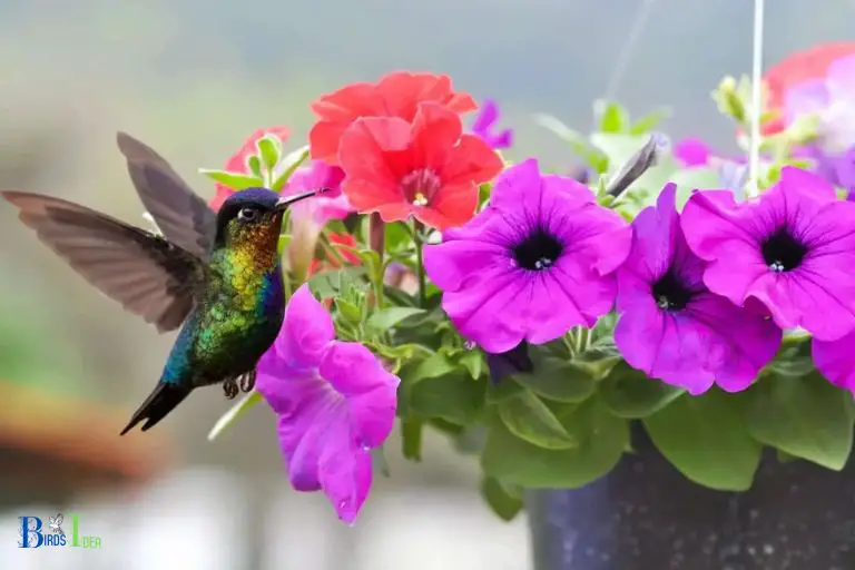 Annuals That Hummingbirds Like