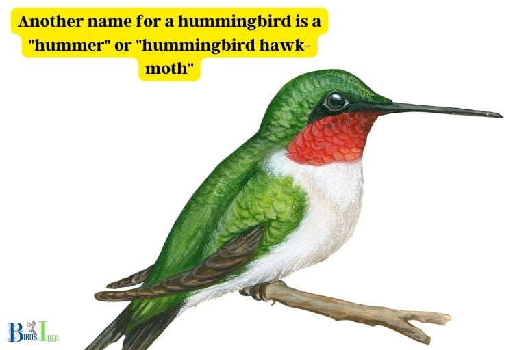 Another Name for a Hummingbird