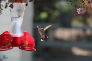 Are Hummingbird Feeders Bad for the Environment? Yes