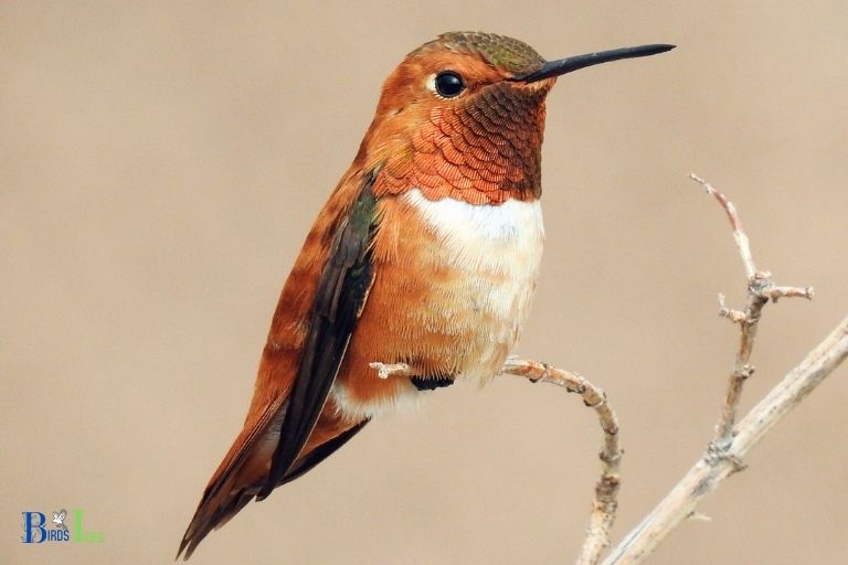 Are Hummingbirds Threatened