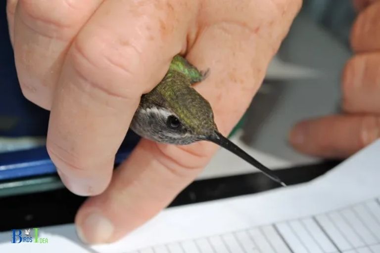 Are Hummingbirds Too Small to Pose a Threat to Humans