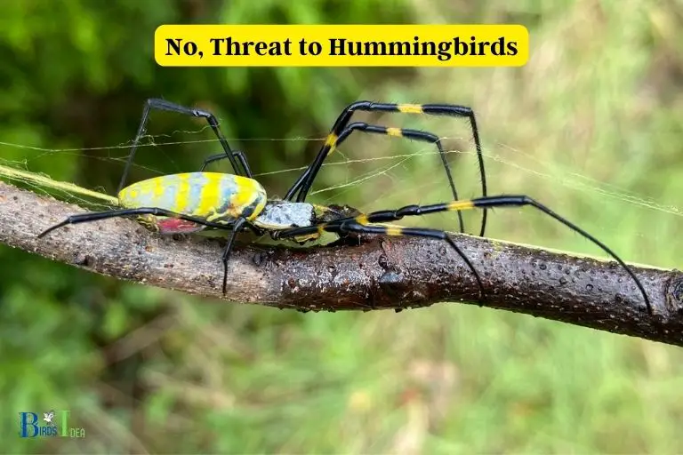 Are Joro Spiders a Threat to Hummingbirds