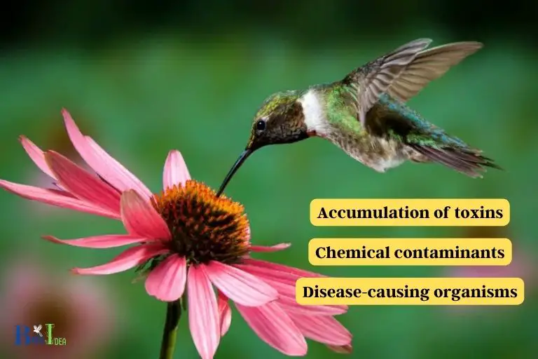 Are There Any Risks for Hummingbirds When Eating Coneflowers Nectar