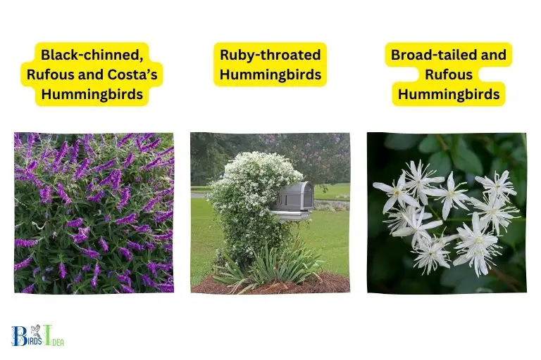 Are There Different Types of Clematis That Attract Different Types of Hummingbirds