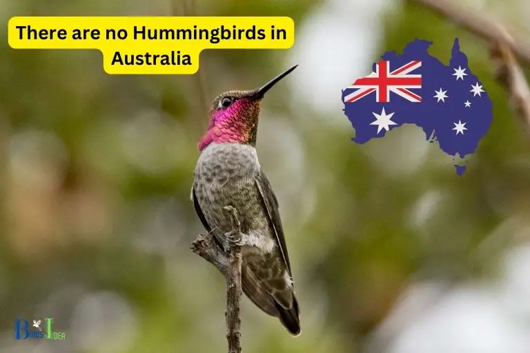 Are There Hummingbirds in Australia