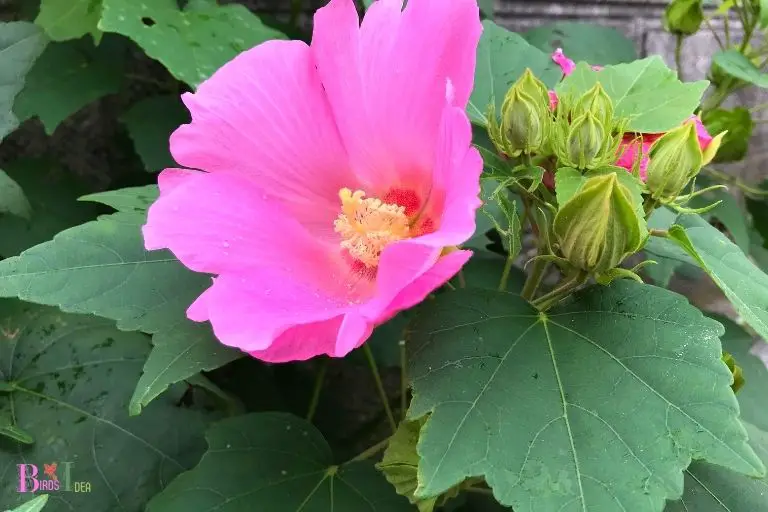 Are There Other Plants Similar To The Rose of Sharon