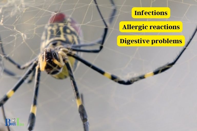Are there any Risks Associated with Eating Spiders