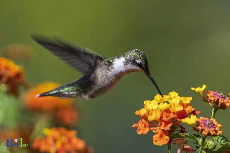 Attracting Hummingbirds to Ohio