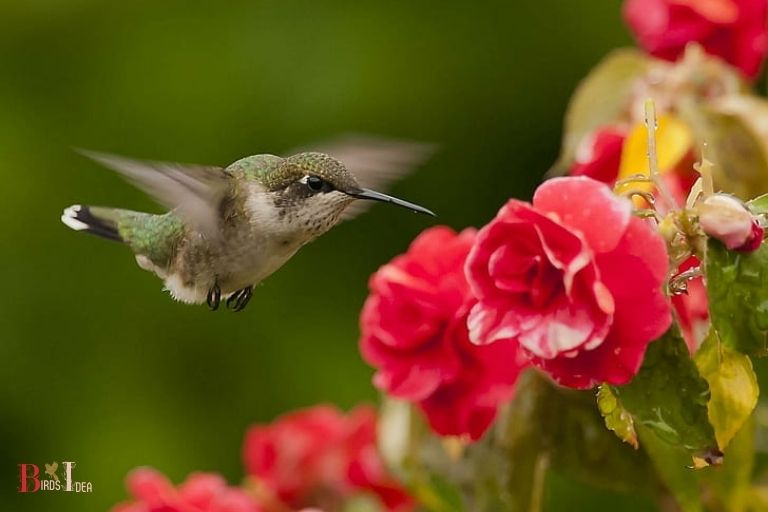 Attracting Hummingbirds with Geraniums