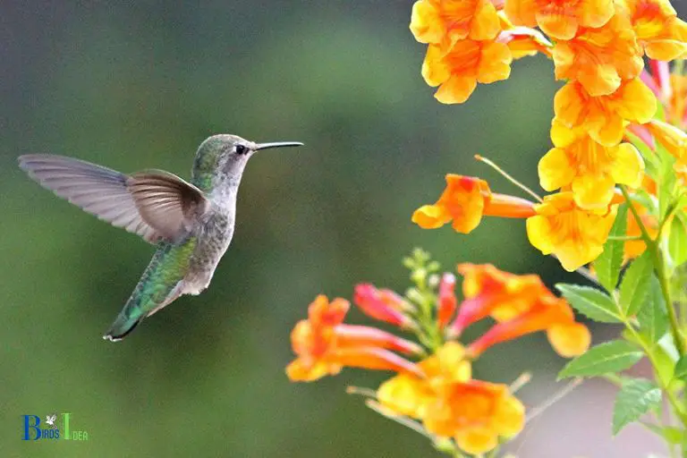 Attracting and Feeding Hummingbirds in Arizona