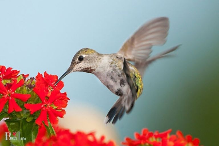 Benefits of Begonias for Hummingbirds