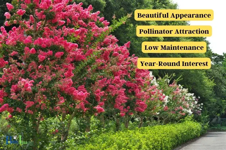 Benefits of Crepe Myrtle Flowers