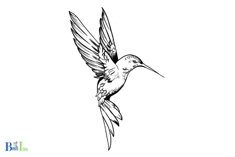 Benefits of Drawing a Hummingbird