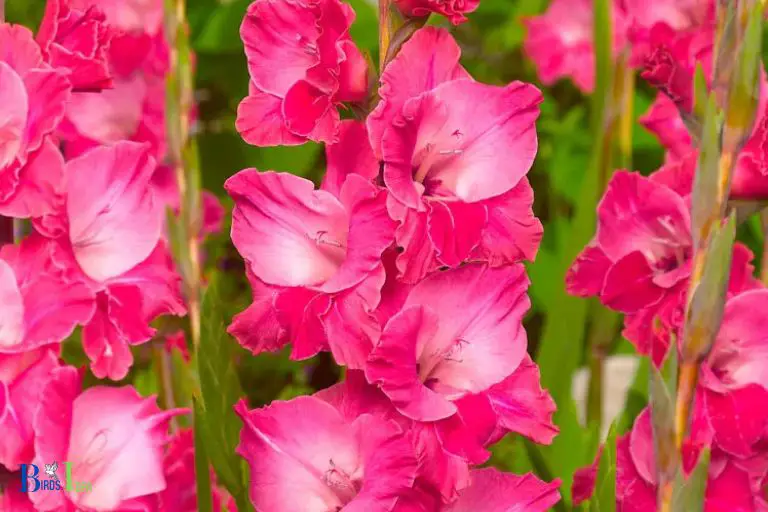 Benefits of Gladiolus for Hummingbirds