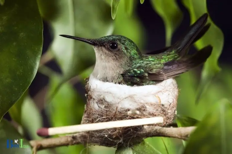 Benefits of Hummingbird Migration