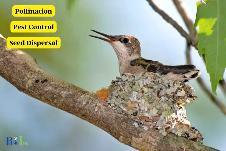 Benefits of Hummingbirds Laying Eggs in California