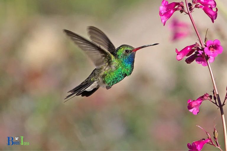 Benefits of Hummingbirds in Arizona