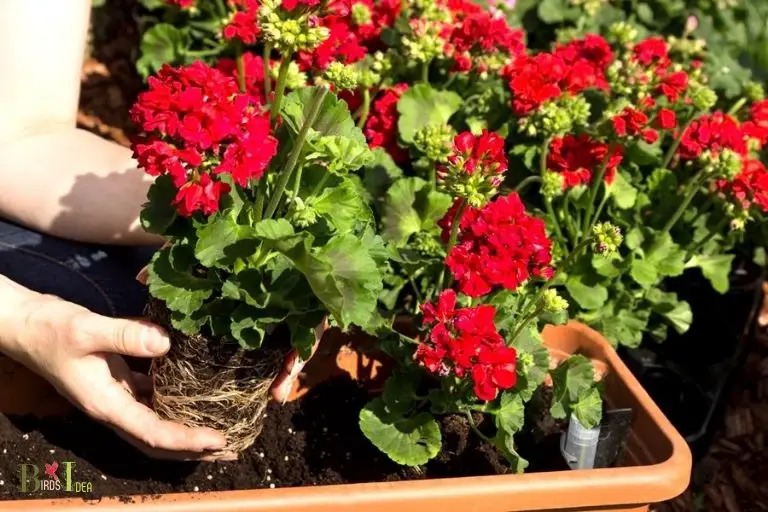 Benefits of Planting Geranium Flowers