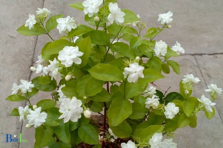 Benefits of Planting Jasmine to Attract Hummingbirds