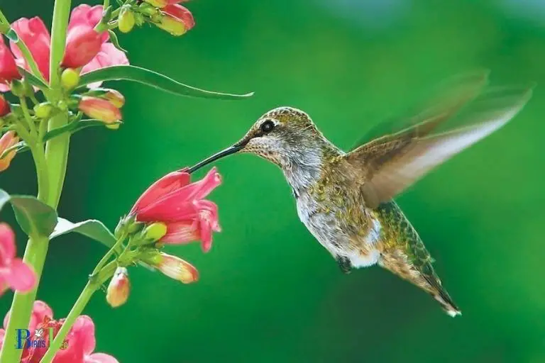 Benefits of Seeing and Enjoying Hummingbirds