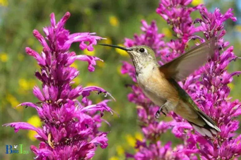 Blooms and Hummingbird Migration