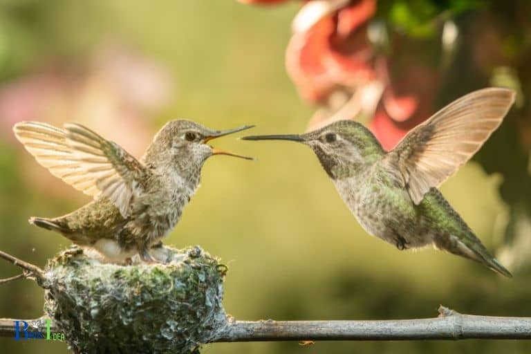 Breeding Pairs and Scouting Ahead