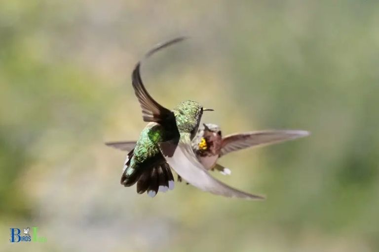 Breeding Season for Hummingbirds