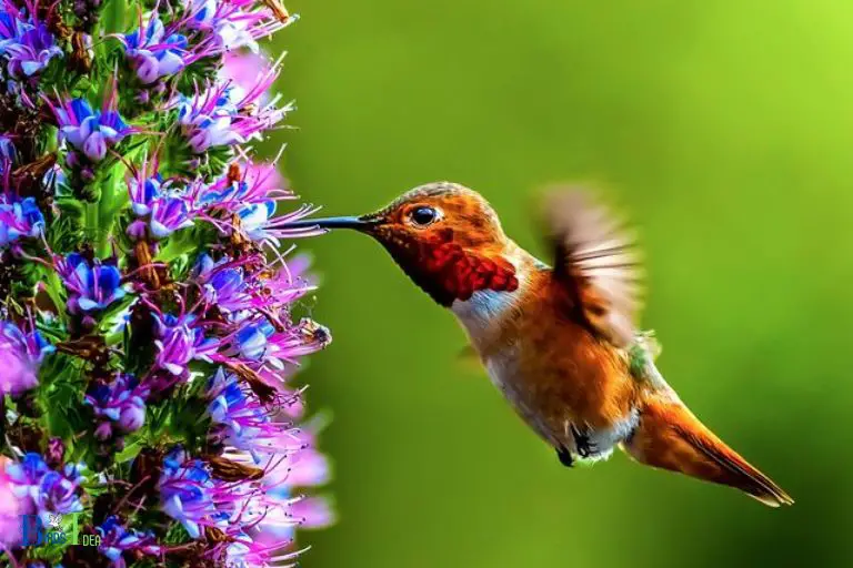 Bright Colors Attract Hummingbirds