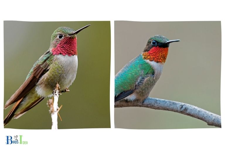 Broad Tailed Hummingbird Vs Ruby Throated Hummingbird