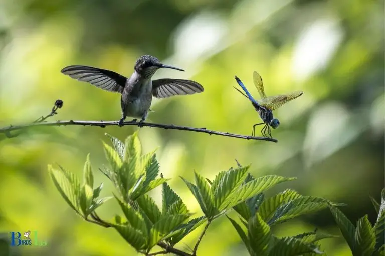Can Dragonflies and Hummingbirds peacefully Coexist
