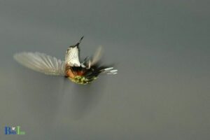 Can Hummingbirds Fly Upside Down: Yes, 5 Actions!