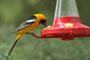 Can Orioles Drink from Hummingbird Feeders: Yes, Explore