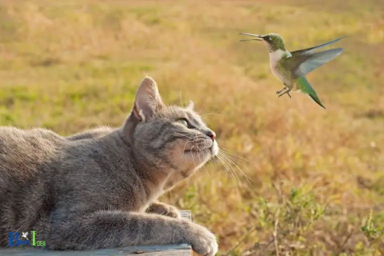 Can a Cat Catch a Hummingbird
