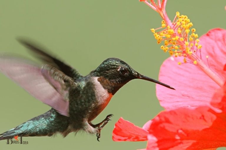Clusters of Flowers Attract Hummingbirds to Hibiscus