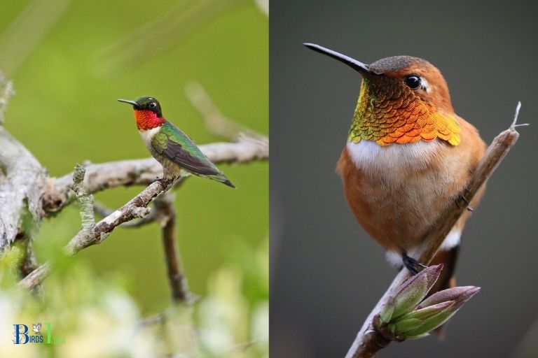 Color Difference between Rufous Hummingbird and Ruby Throated Hummingbird
