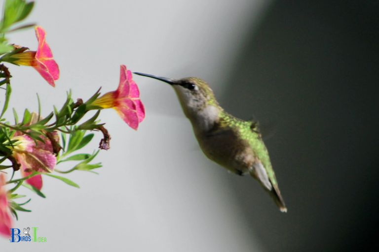 Common Sightings of Hummingbirds in Ohio
